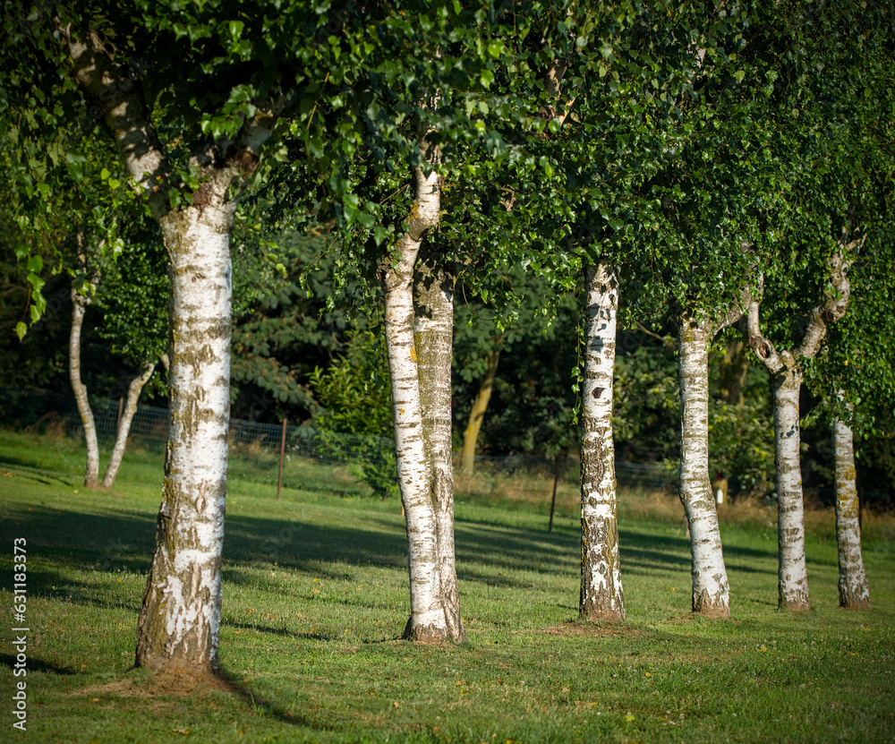 Fototapeta premium Aligned birch trees form a natural masterpiece, evoking tranquility in this captivating scene.