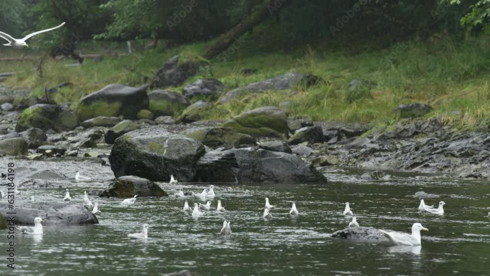 A flock of seabirds swims in the stream to feed or rest. Explore the landscape of summer gull fishing in Alaska. A flock of seabirds swims in the stream to feed or rest. Explore the landscape of summer gull fishing in Alaska.