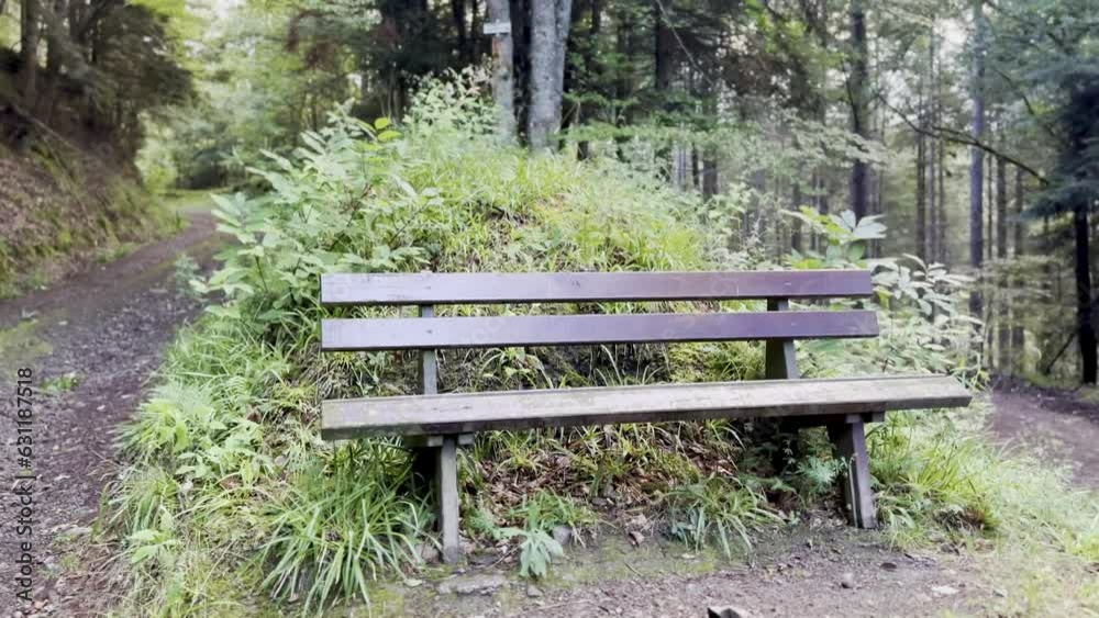 Serene Solitude: A Weathered Wooden Bench on a Winding Path, Alone Amidst Autumn's Vibrant Colours in the Heart of an Untouched Countryside Forest