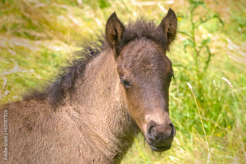 Lovely portrait of a brown Icelandic Horse foal
