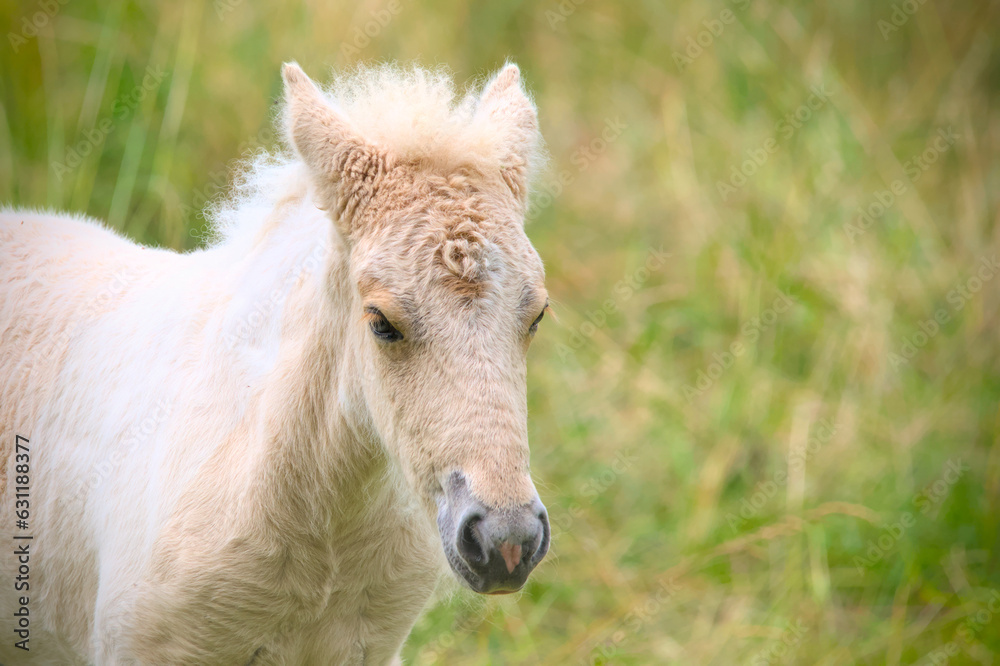A very cute and awesome bright, white icelandic horse foal in the meadow
A very cute and awesome bright, white icelandic horse foal in the meadow