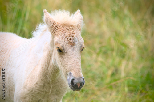 A very cute and awesome bright, white icelandic horse foal in the meadow 
