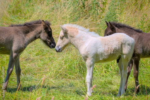 A dark and a white foal of Icelandic horses are playing together in the meadow