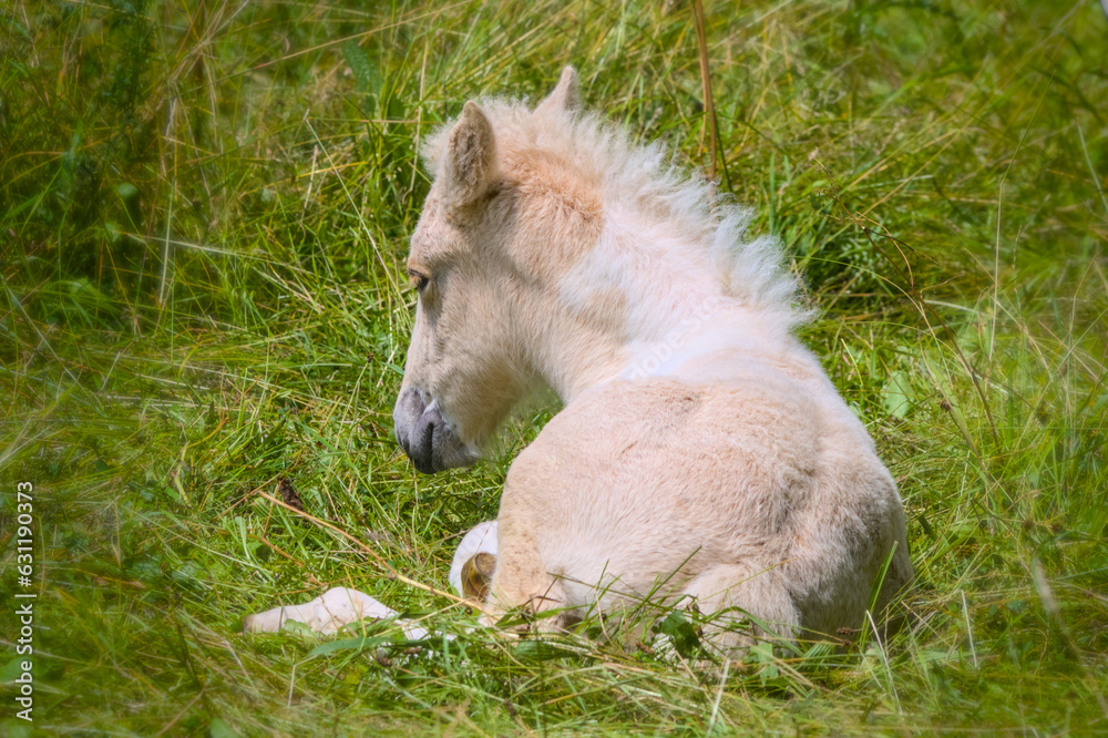 A very cute and awesome bright, white icelandic horse foal in the meadow
A very cute and awesome bright, white icelandic horse foal in the meadow