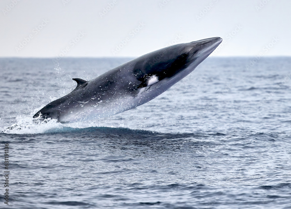 Fototapeta premium Minke Whale