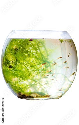 Round home quarium with small aquarium fish and algae photo