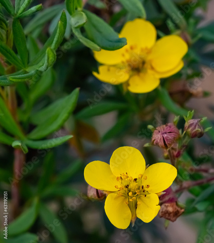 Yellow flowers in the summer garden