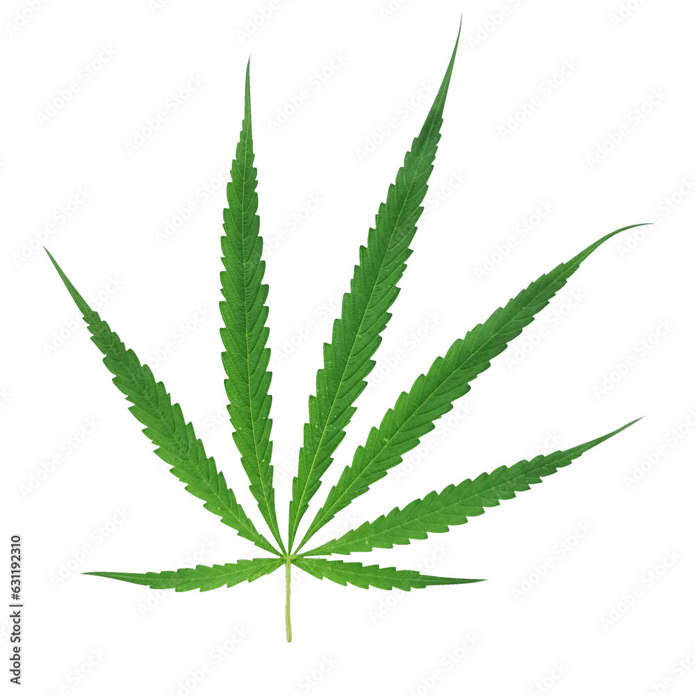 cannabis leaf isolated on white cannabis leaf isolated on white