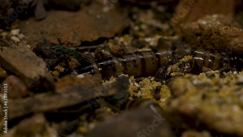 Macro of superworms food for reptiles. photo