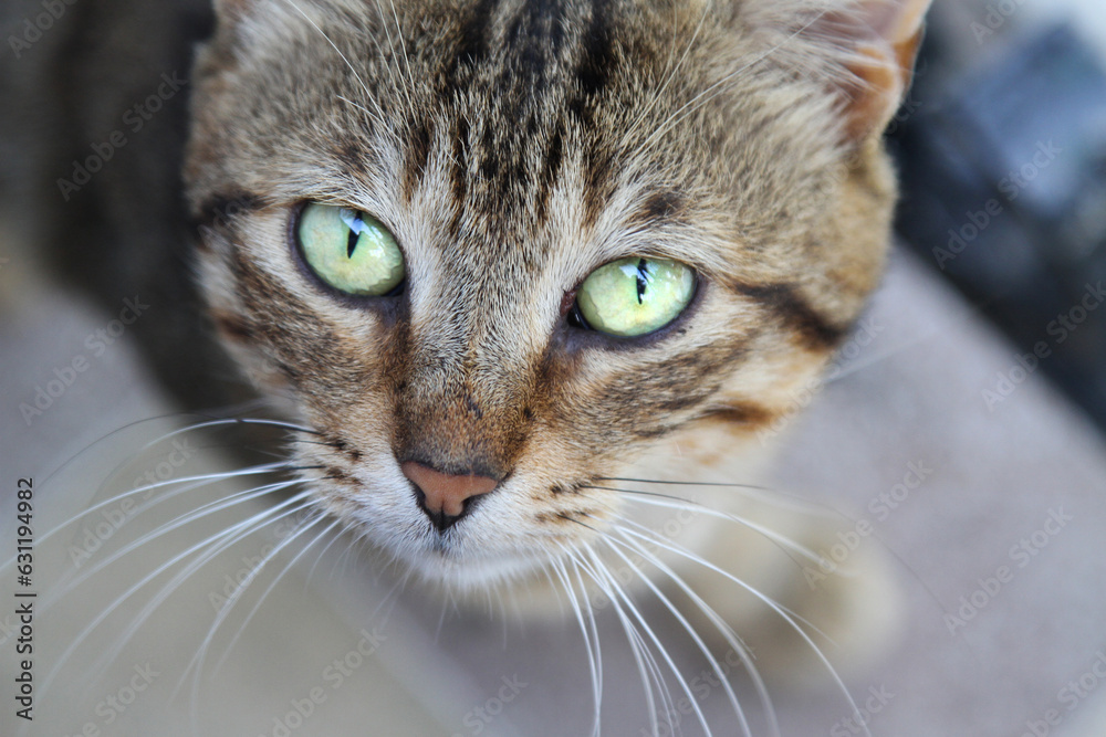 Close up portrait of a cat, a gray stray cat. abandoned homeless cat. pet on the street Close up portrait of a cat, a gray stray cat. abandoned homeless cat. pet on the street
