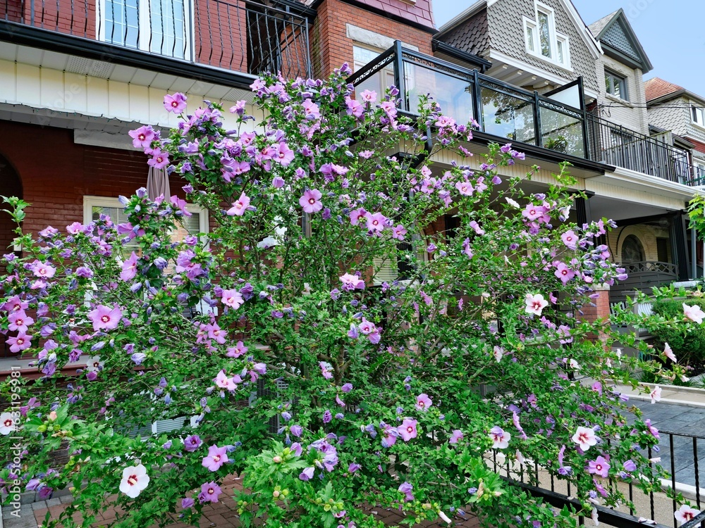 Residential street with rose of sharon bush in front garden