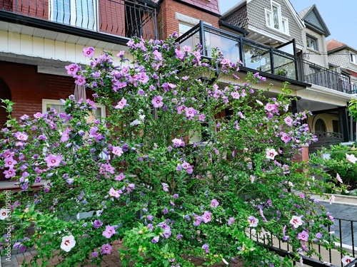 Residential street with rose of sharon bush in front garden © Spiroview Inc.