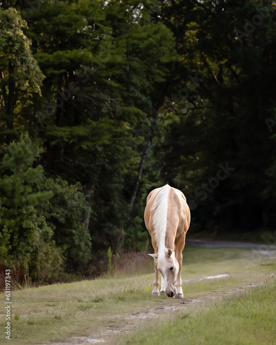 horse grazing on an old dirt road. 