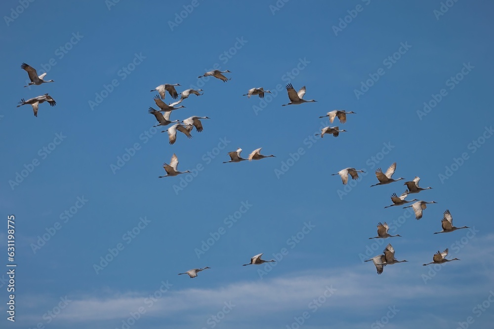 Obraz premium Flock of Sandhill cranes, Grus canadensis flying high in the blue cloudless sky