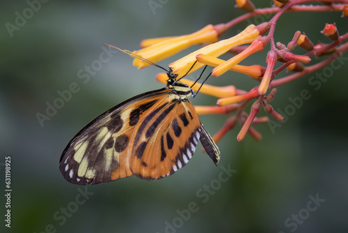 harmonia tigerwing [Tithorea harmonia] photo