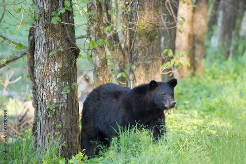 Wild black bear at Cades Cove in the Great Smokey Mountains National Park