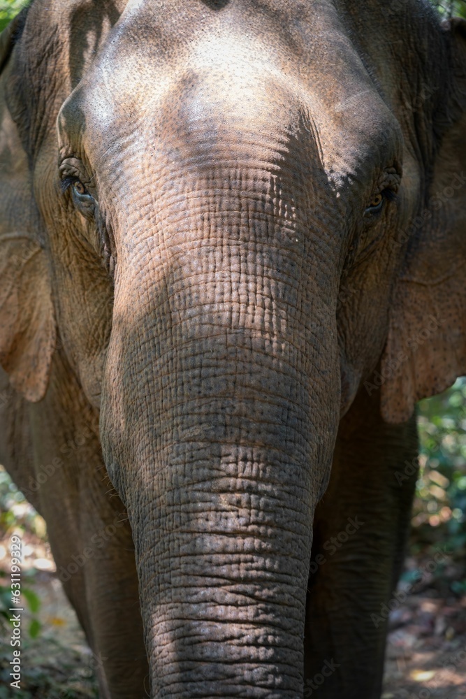 Fototapeta premium Elephant in the wilderness in Saen Monorom, Cambodia