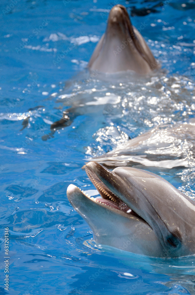 Naklejka premium イルカ