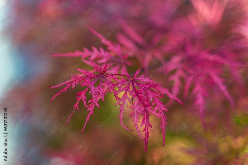 Macro shot of a single Japanese Maple Tree leaf, lit by natural sunlight Macro shot of a single Japanese Maple Tree leaf, lit by natural sunlight