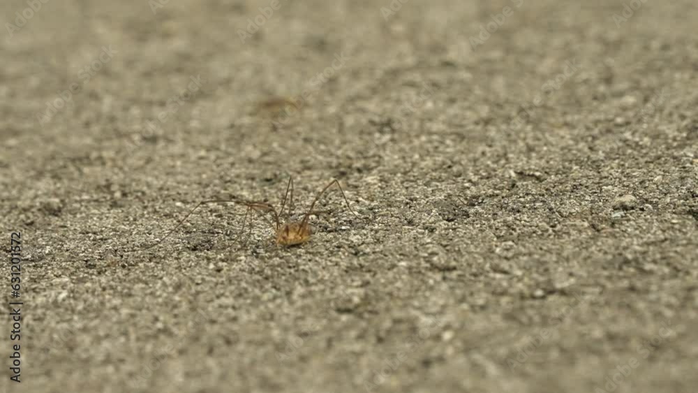 Closeup of a brown spider moving on gray rocky surface Closeup of a brown spider moving on gray rocky surface
