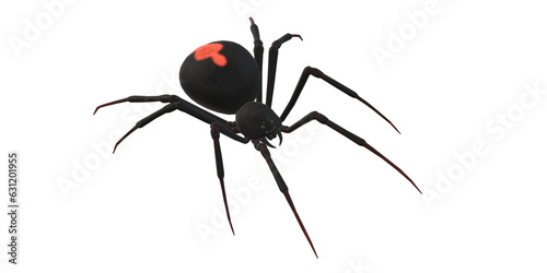 Spider isolated on a transparent Background
