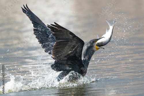 Great cormorant catching a fish in his mouth photo
