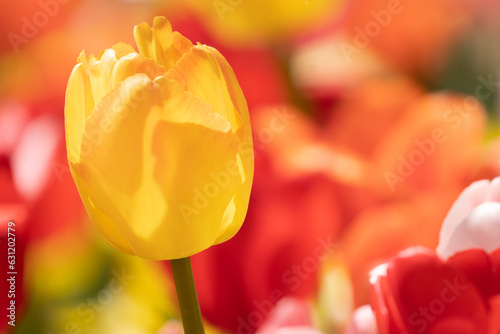Closeup shot of a yellow tulip on blurry background