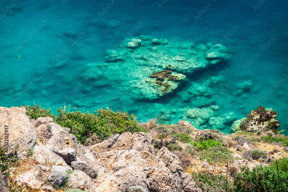 Fototapeta premium coral reef in the sea