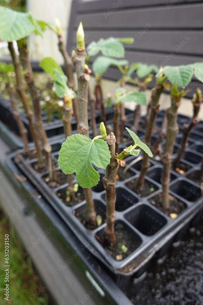 Reproduce fig tree by cutting. fig tree with root Cutting of plants and