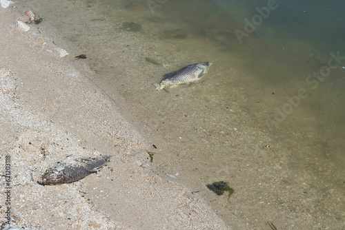 dead fish in the polluted Lake Karla, environmental pollution, climate change. Greece