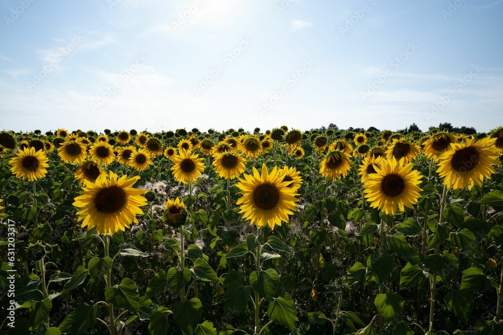 Fototapeta premium Golden Splendor: Sunflower Field in Full Bloom