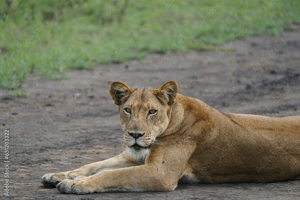Majestic Queen: Close-Up of a Female Lion's Splendor in Uganda Majestic Queen: Close-Up of a Female Lion's Splendor in Uganda