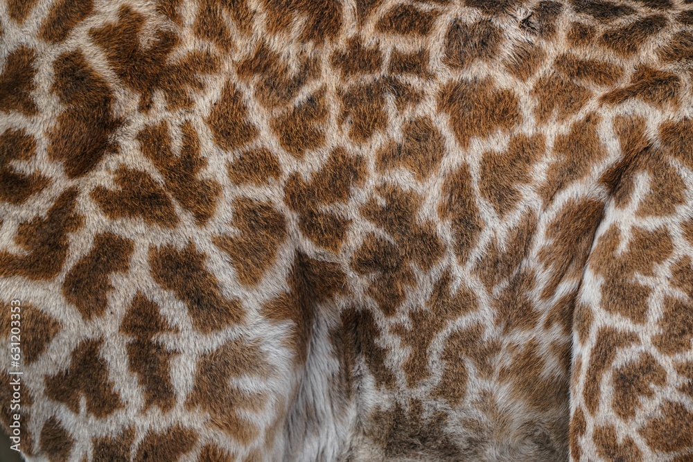 Graceful Patterns: Close-Up of Giraffe's Fur and Unique Pattern in Kenya Graceful Patterns: Close-Up of Giraffe's Fur and Unique Pattern in Kenya