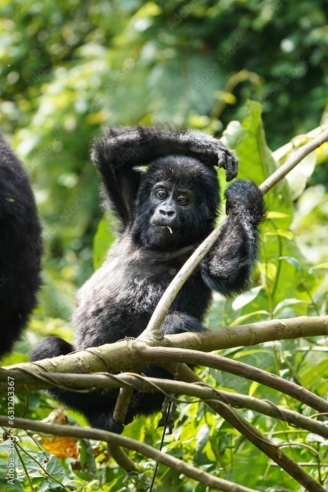 Captivating Encounter: Young Mountain Gorilla in Bwindi National Forest, Uganda Captivating Encounter: Young Mountain Gorilla in Bwindi National Forest, Uganda