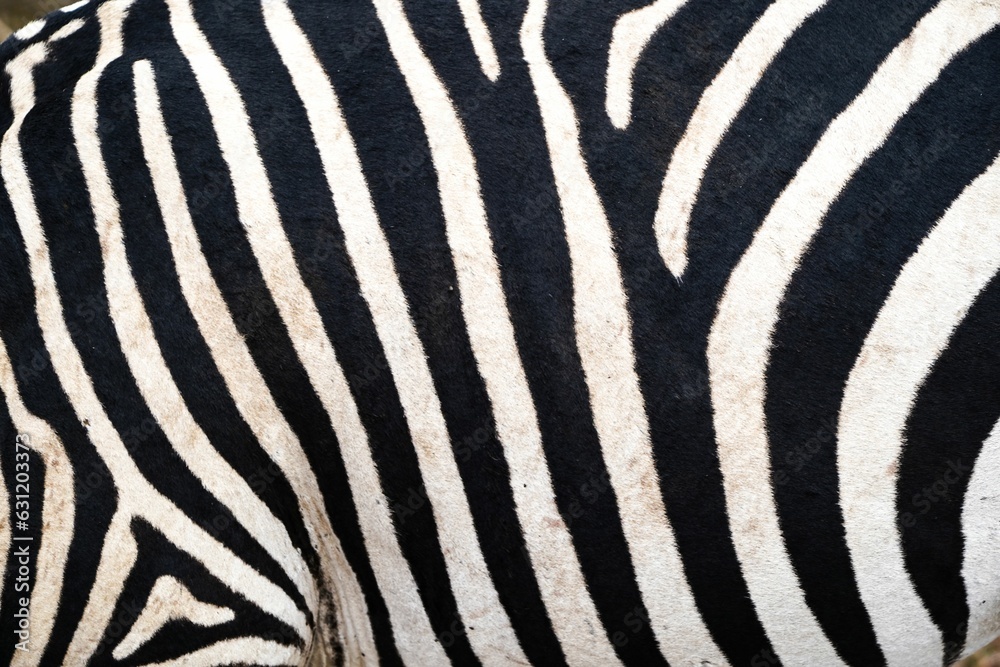 Intricate Elegance: Close-Up of Zebra's Black and White Fur Pattern in Kenya