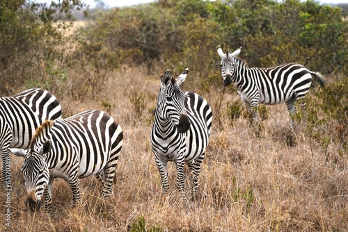 Graceful Harmony: Group of Zebras Roaming in Kenya