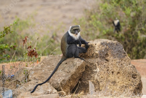 Serene Sykes' Monkey: Cercopithecus mitis albogularis on Rock photo