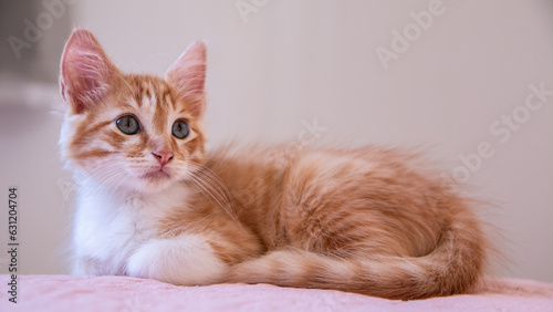 orange and white kitten lying down