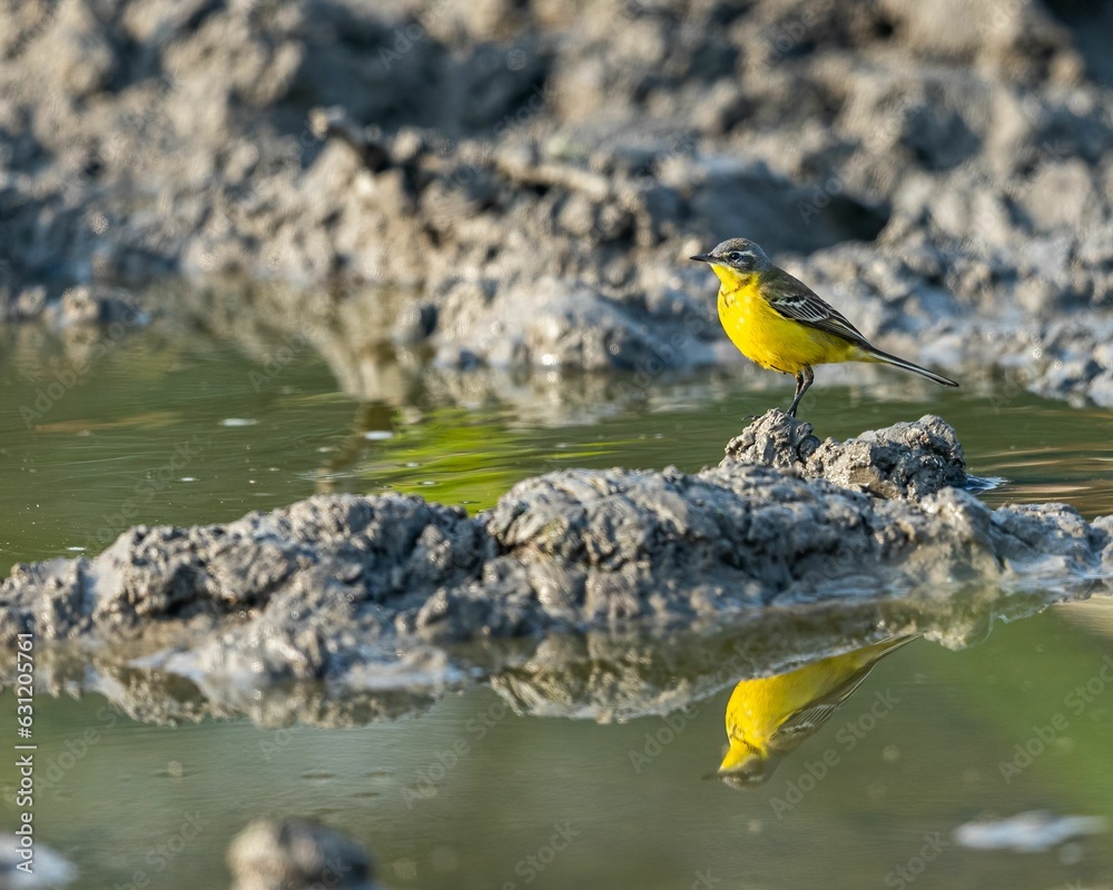 Adorable small yellow wagtail perched on a gray rock in a natural environment by the body of water