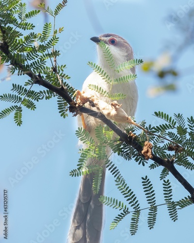 Black-billed Cuckoo  bird perched on a tree branch gazing up towards the sky photo