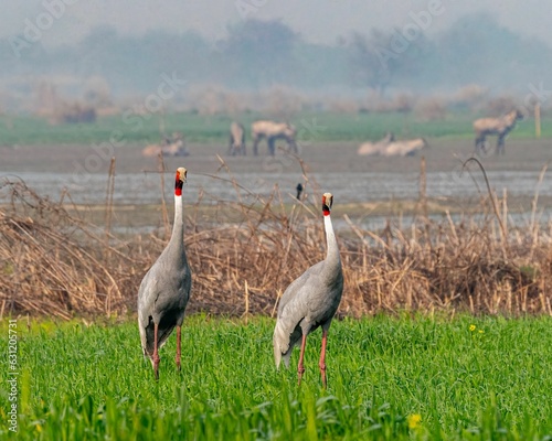 View of two brolgas in greenery field photo