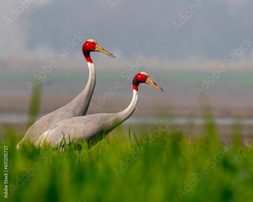 View of two brolgas in greenery field photo