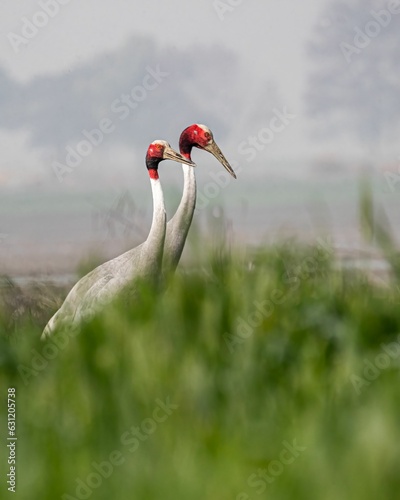 View of two brolgas in greenery field photo