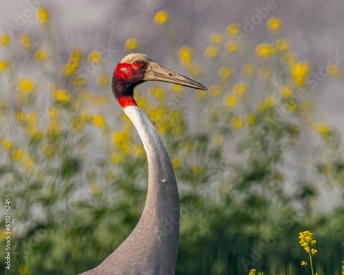 Brolga with red head on blurred background photo