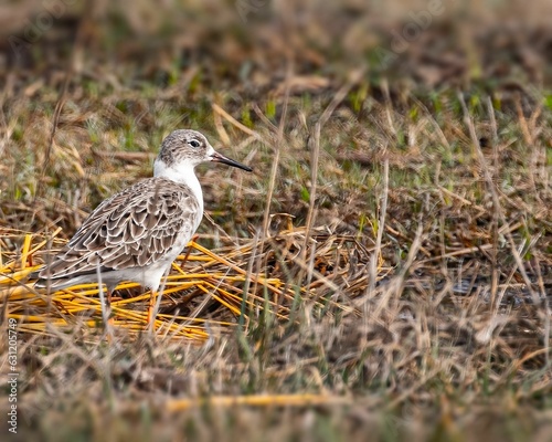 Charadrii bird perching on grassland