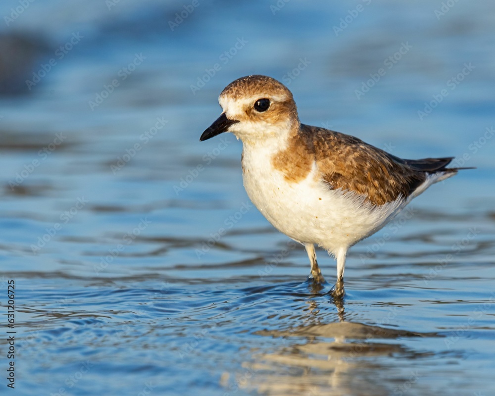Brown feathered bird standing in a shallow body of water Brown feathered bird standing in a shallow body of water