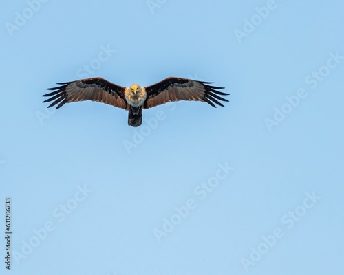 Bald eagle is flying freely in the bright blue sky