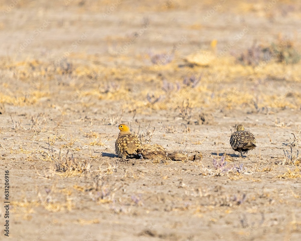Saja birds perched on a dry, dusty field, basking in the sun