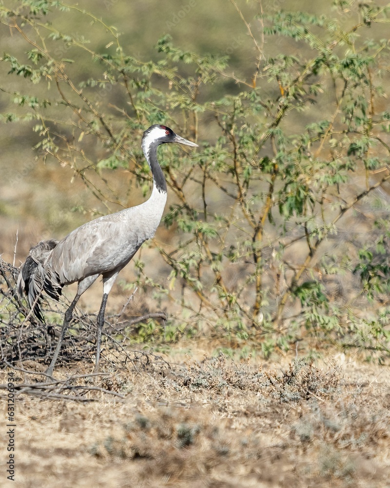 A stunning image of a crane in the desert A stunning image of a crane in the desert