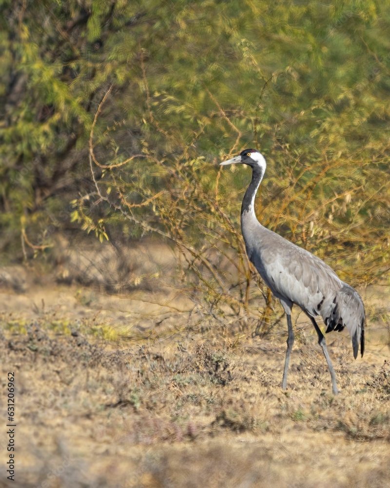Obraz premium A stunning image of a crane in the desert
